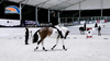 Salão Hípico para Venda | Arena de treinamento equestre coberta